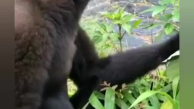 Remember the crazy monkey of the super powerful girls ??? He came back hahaha