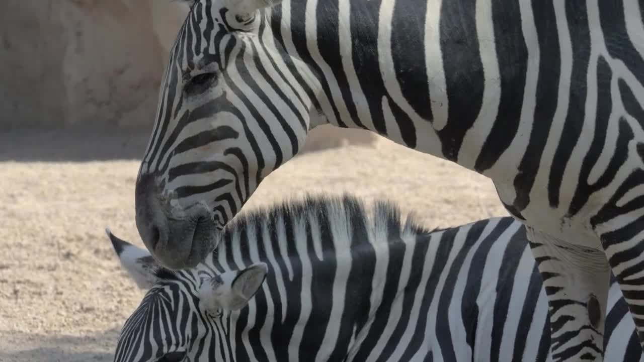 zebras together in a zoo