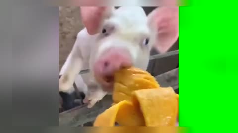 Pig eats mango