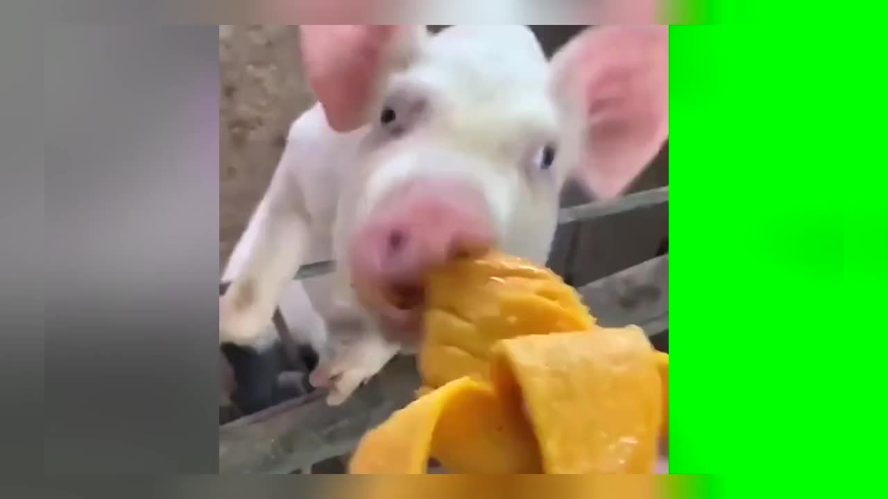 Pig eats mango