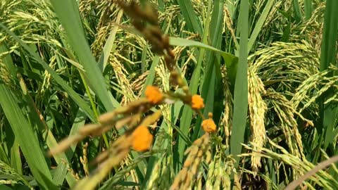 Agriculture Natura Rice voracious