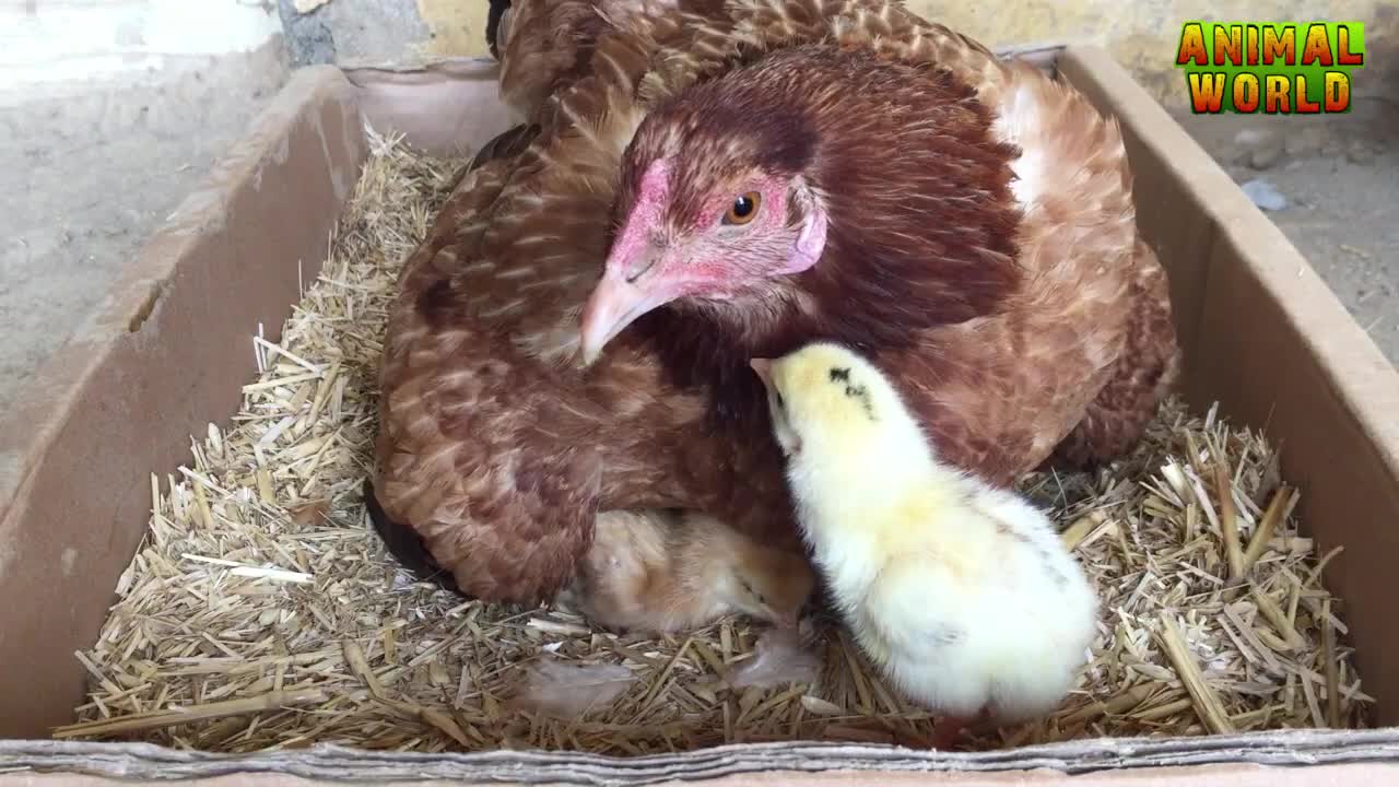 newly hatched chicks