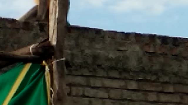 Monkey on house roof