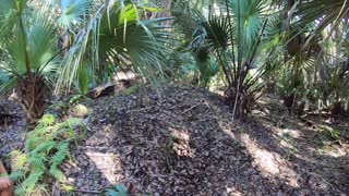 Florida Mayaca Indian Shell Midden