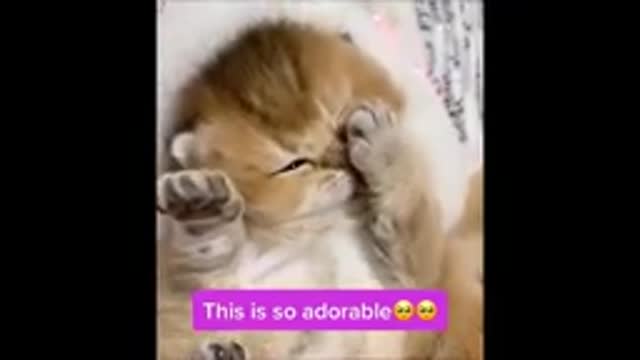 How funny cats life is.