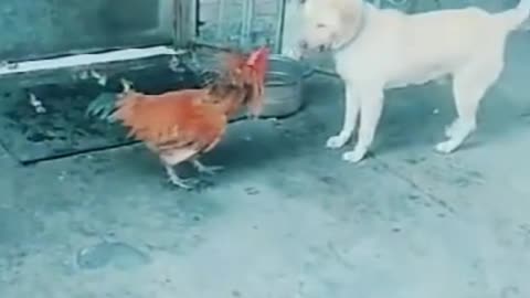 cute dog vs hen fight
