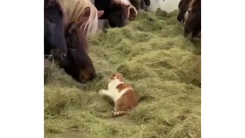 A cat irritating horses 🐴...