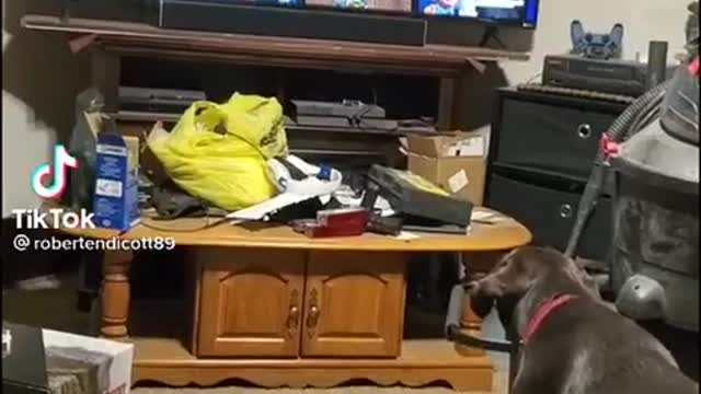 Good Dog Hates Biden