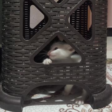 Episode #40 Baby Cats Fight Viral Video