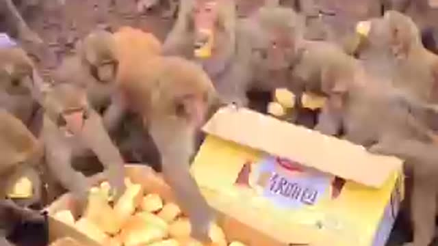 Funny Monkey Videos - A Funny Monkeys Compilation 2022