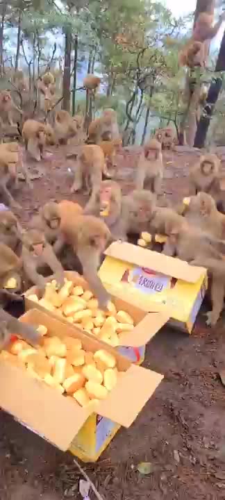 Funny Monkey Videos - A Funny Monkeys Compilation 2022