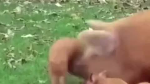 🤣ANIMALS MOST FUNNY MOMENTS🤣 #funnyvideos #weecomedy