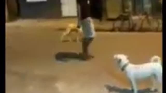 Funny_video_human_vs_dog_fight_solo_vs_squad