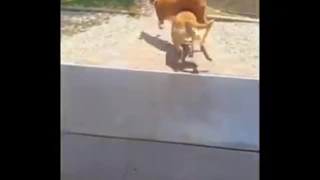 3.Weee 😅 4 #shorts