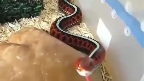 Snake