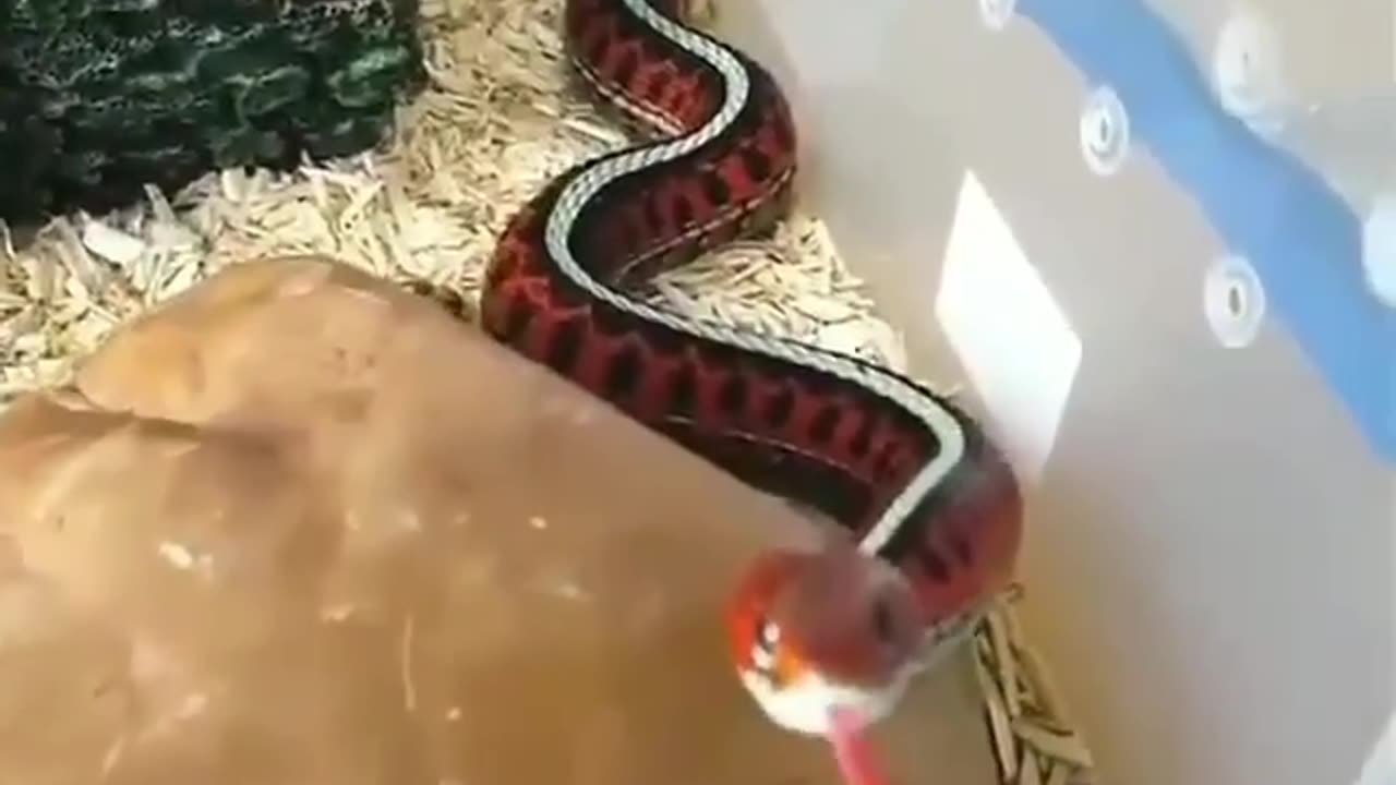 Snake