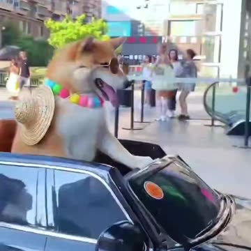 Funny Dog Videos—The dog is driving his car.