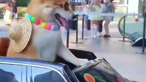 Funny Dog Videos—The dog is driving his car.