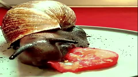 A snail eating a tomato