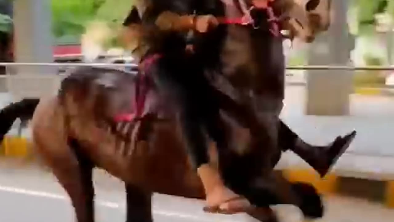 horse runing video || horse race video || #shorts #animal #horse