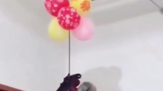 Top Funny Cute Dog Video