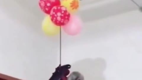 Top Funny Cute Dog Video