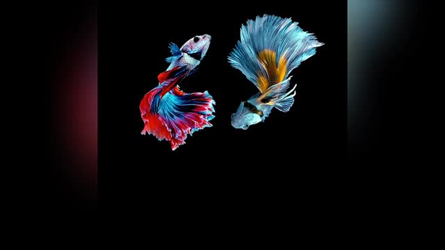 ornamental betta fish