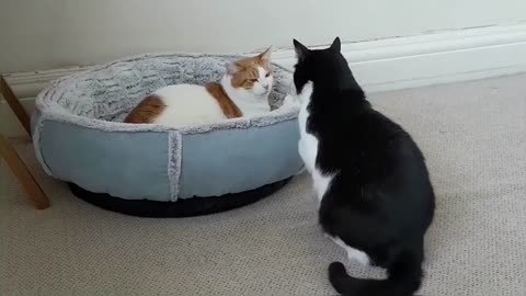 Crazy Cat Fight