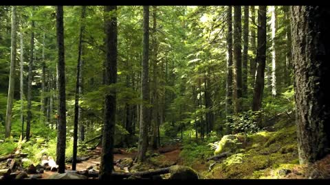 Mysterious forest music!