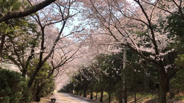 2020 Spring cherry tree