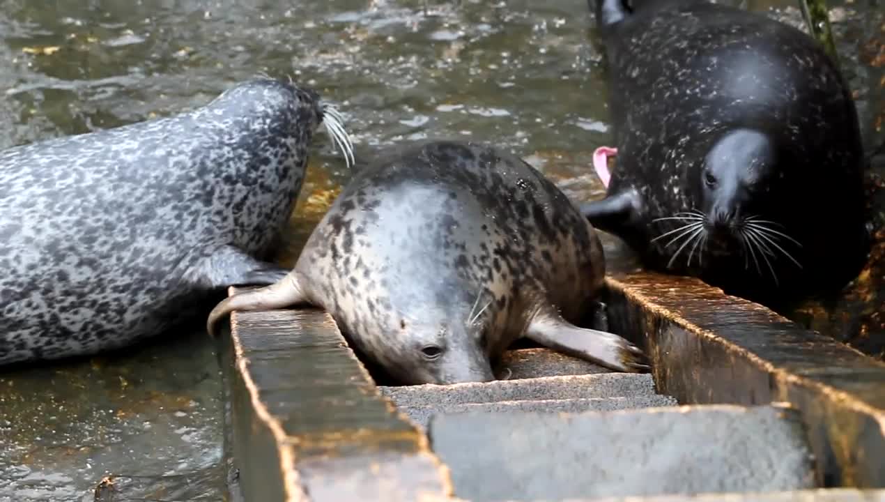 Grey Seal fails at Climbing Stairs