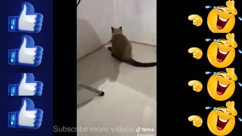 Funny Action And Best Comedy Scene (4)