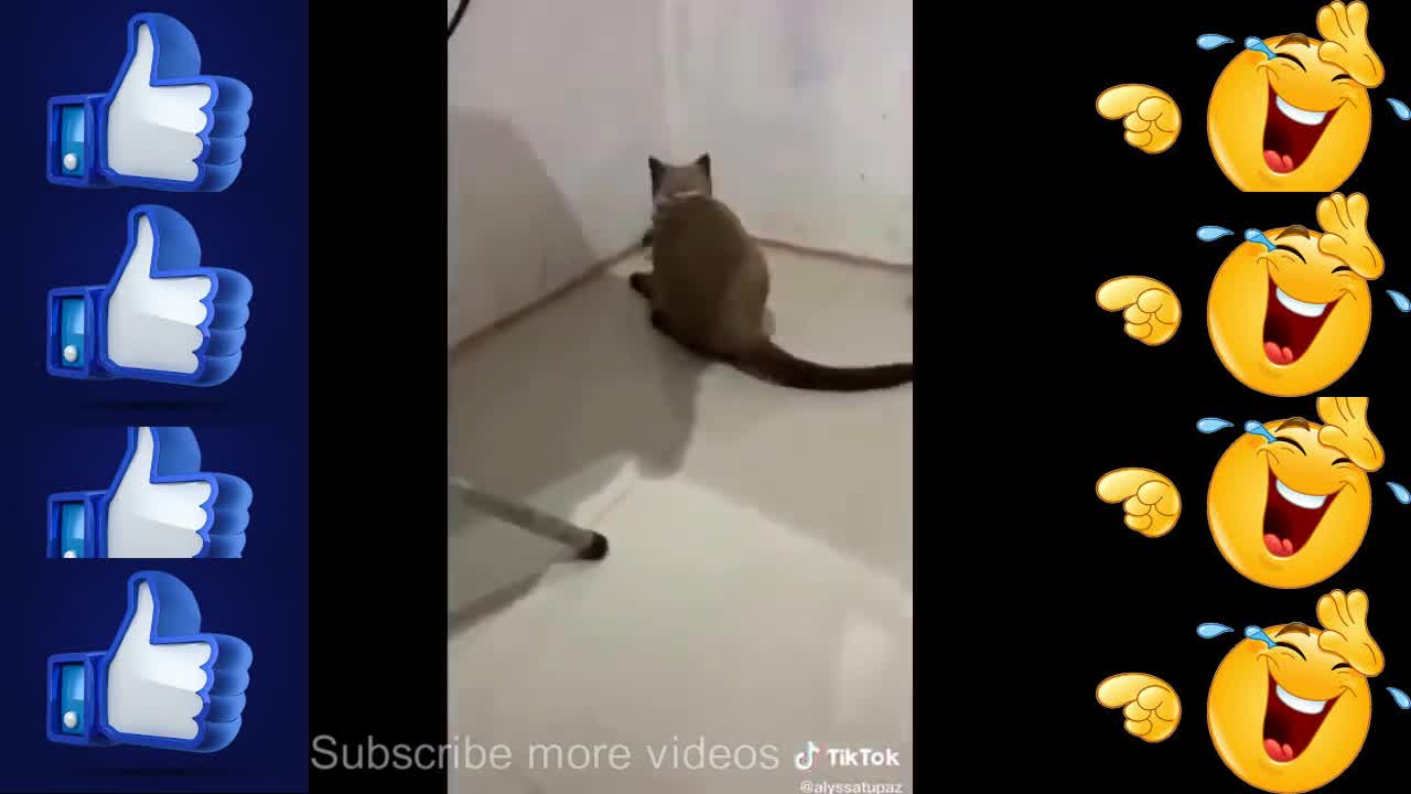 Funny Action And Best Comedy Scene (4)