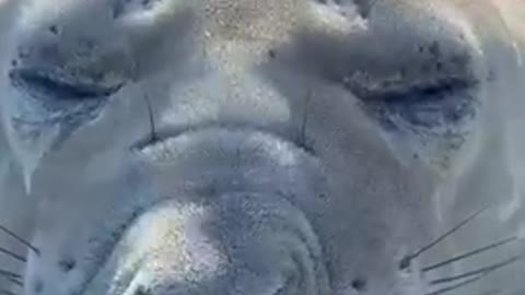 Sneezing seal