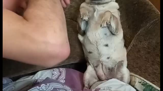 Very funny and playful pug