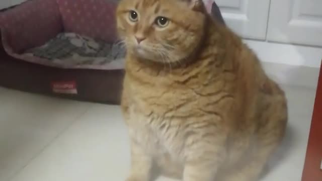 Funny Fat Cat You Might Never See Before, part7