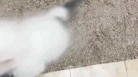 Baby Cats - Cute and Video Funny Cat | Kittens of Tiktok Videos | Aww Animals