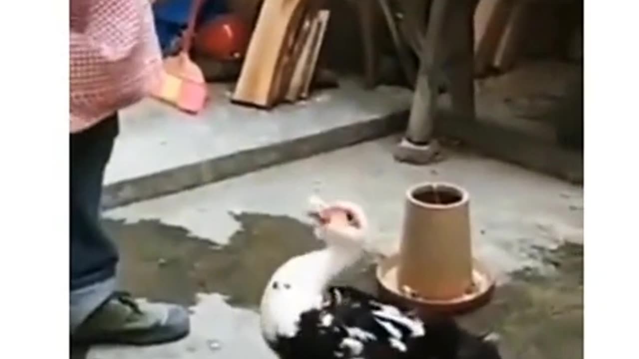 Ma se bar kar koi nai
