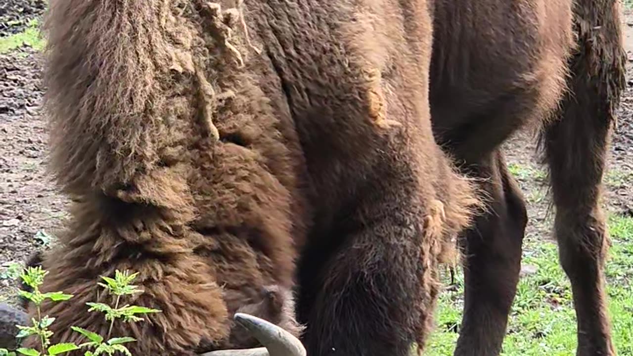 Biggest Buffalo