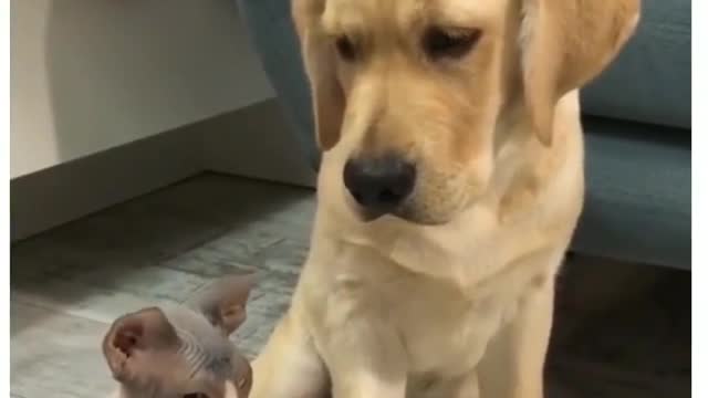 Dog and cat