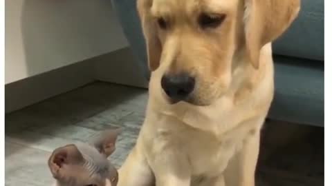 Dog and cat