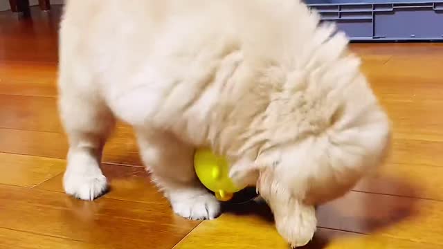 Happy day for a golden retriever puppy