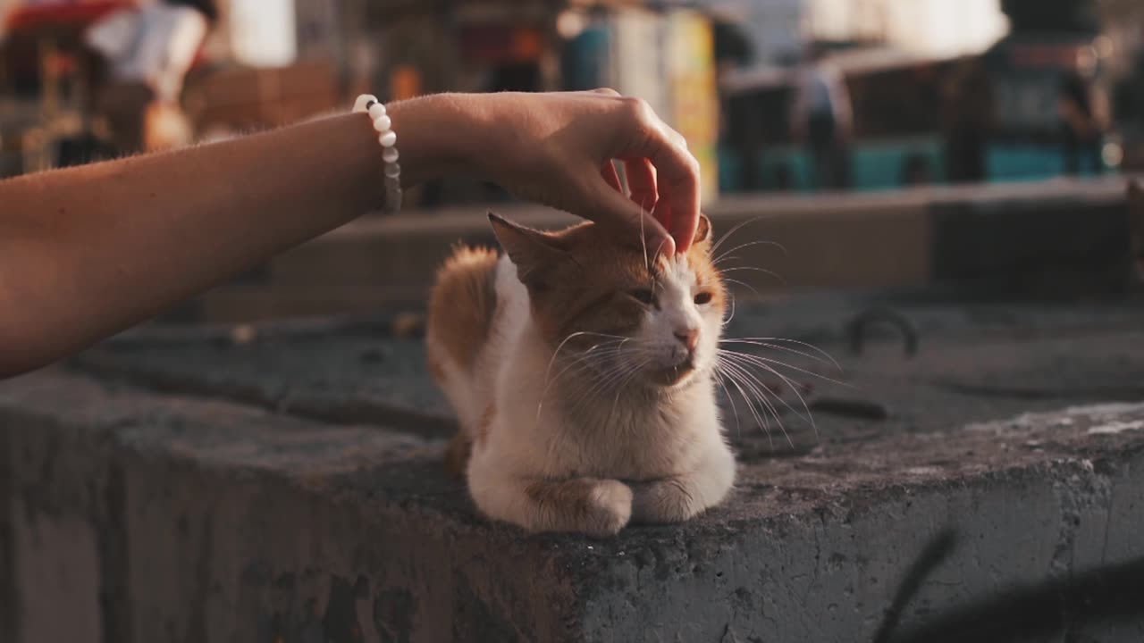 Cat Bliss: The Ultimate Petting Experience!