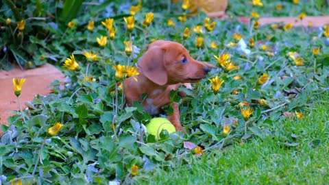 Dog playing with his new toy that cool🐶🥰