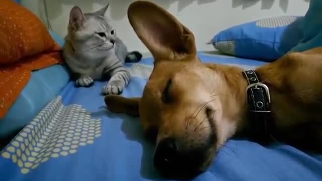 Cat hitting a dog wakes him up