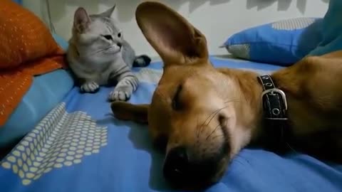 Cat hitting a dog wakes him up