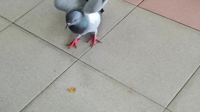 Fearless Pigeon do make a fun for food