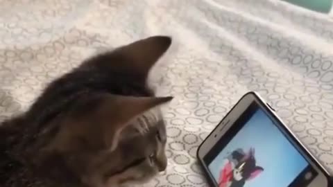 my cat is a cartoon addict