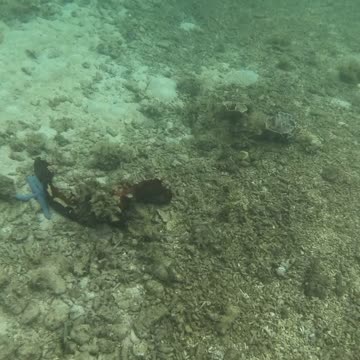 Snorkeling Adventures Philippines. Giant Blue Starfish and lots of Fish