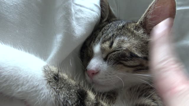 Cute Little Cat Lets Mom Play with His Ear